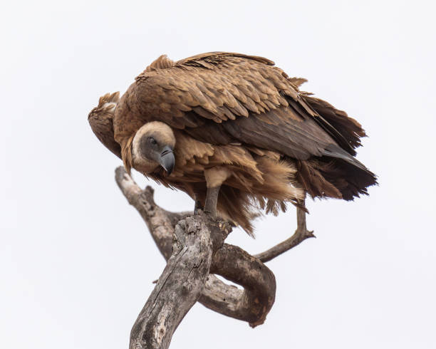 South African White Backed Vulture bird perched no branch.