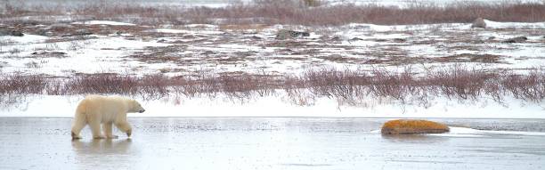 istock Polar Bear on Frozen Pond 2197871881