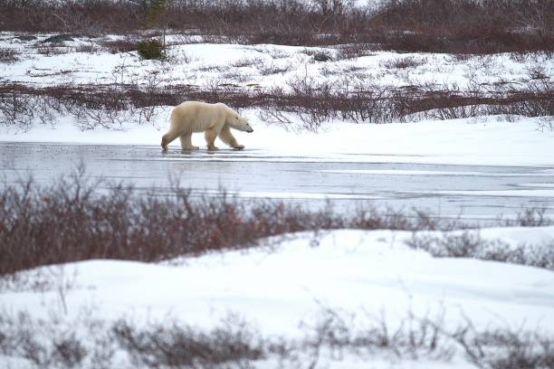 istock Polar Bear on Frozen Pond 2197871882