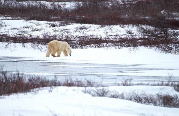 istock Polar Bear on Frozen Pond 2197871884