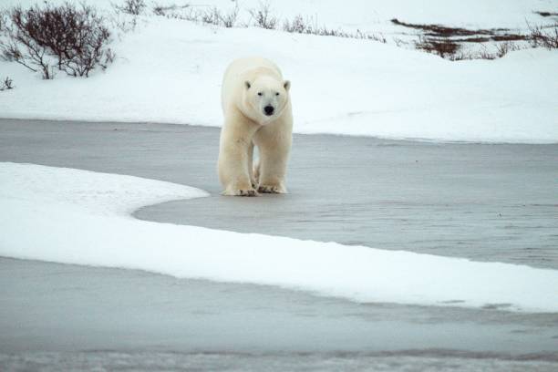 istock Polar Bear on Frozen Pond 2197872157