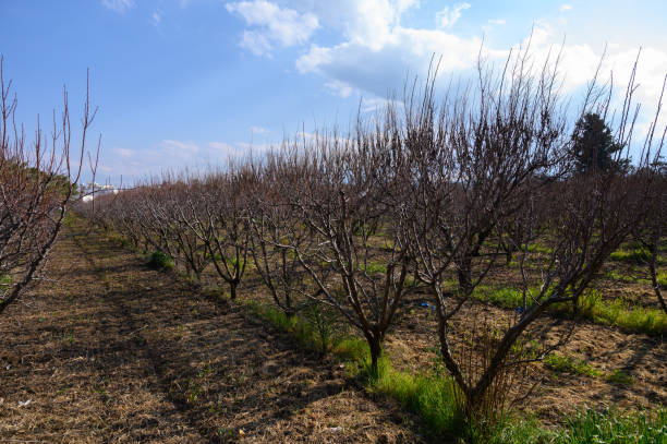 istock Vast orchard of dormant trees under a bright sky in early springtime nature setting 2197872301