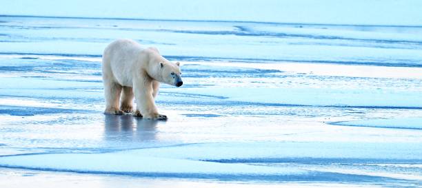 istock Polar Bear on Frozen Colorful Pond 2197872326