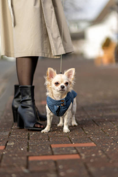 istock Small dog in blue coat stands on sidewalk while owner wears stylish boots during a daytime stroll 2197873847