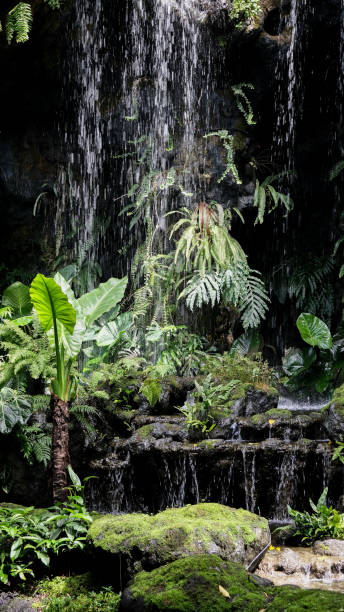 istock Rainforest with waterfalls and tropical leaves 2197873928