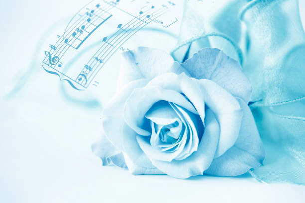 Beautiful pink rose and musical notes on piano, closeup