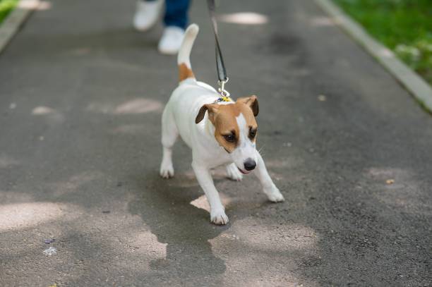 istock Jack Russell Terrier dog pulls hard on the leash while walking in the park. 2197876413