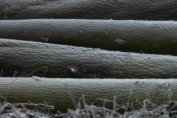 Frosted Logs in a Beautiful Winter Landscape Nature Themed Background