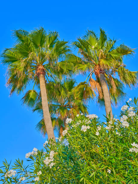 istock Tall Palm Trees and Greenery Under a Clear Sky in Mallorca 2197879987
