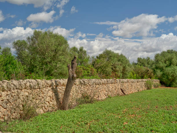 Idyllic rural scene featuring a stone wall surrounded by lush vegetation under a bright sky in Mallorca, Spain, showcasing natural beauty and tranquility of the countryside.