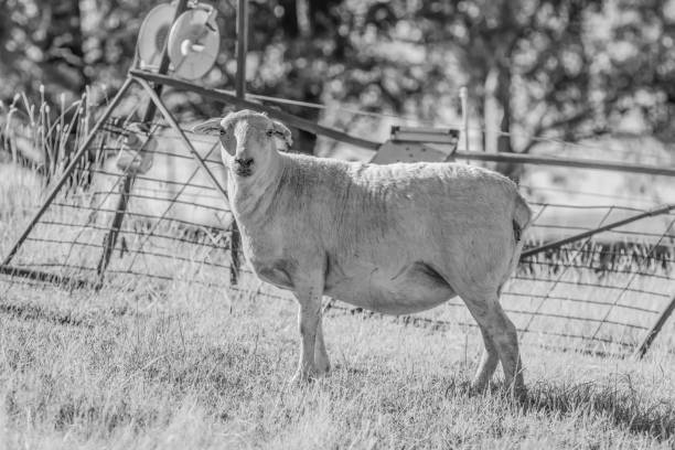 Dorper sheep on a Summer's morning at the farm. Dorper sheep do not need shearing, crutching and mulesing, and they are very disease resistant. Blayney, Central West, NSW, Australia.