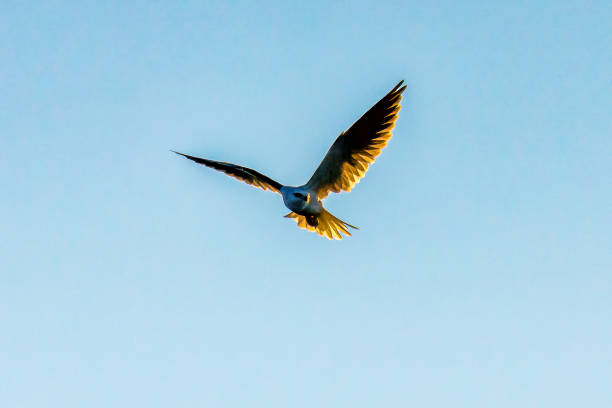 The adult black-shouldered kite has predominantly grey-white plumage and prominent black markings on the wings. above its red eyes. Blayney, Central West, NSW, Australia.
