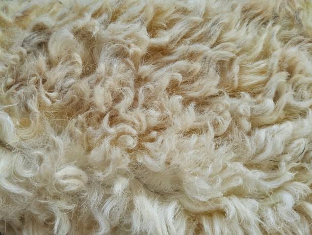 istock Close up of sheep fur or fleece texture 2197880761
