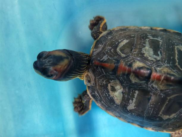 istock Closeup of roofed turtle during daytime 2197884534