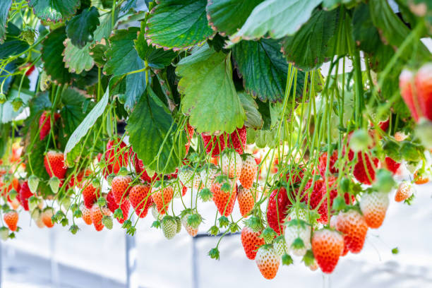 istock Fresh Ripe and Unripe Strawberries Hanging on Plant 2197886490