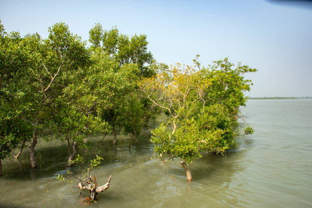 istock Mangrove Trees at High Tide in a Serene Landscape 2197887423