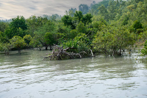 istock Beautiful Mangrove Trees in Sundarban Tiger Reserve 2197887424