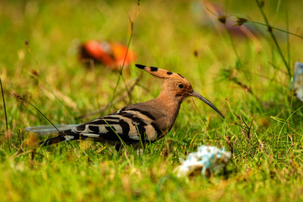 Close-up of a common hoopoe bird with a distinctive crown-like crest, searching for small insects on the ground in natural surroundings.