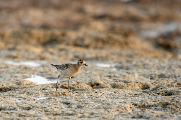 istock Kentish Plover Bird Searching for Food on a Beach 2197887546