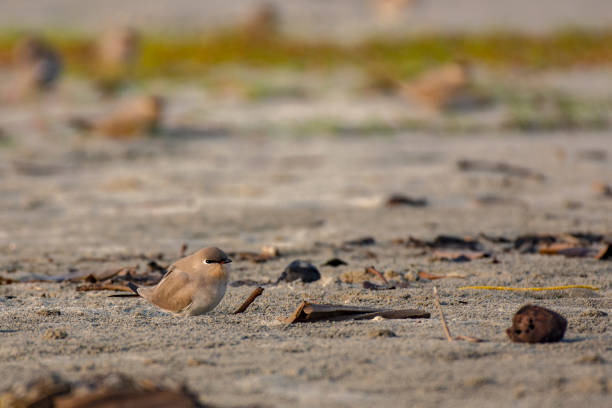 istock Small Pratincole Birds Resting on a Sandy Beach 2197890083