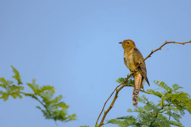 A Hawk Cuckoo bird sitting gracefully on a small branch, intently looking for food in its natural habitat.