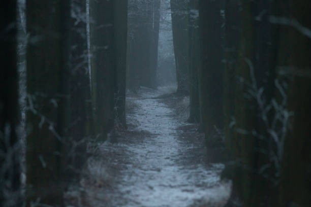 istock A Beautiful Foggy Forest Pathway Surrounded by a Winter Landscape Image 2197893653