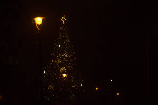 photographers own tree