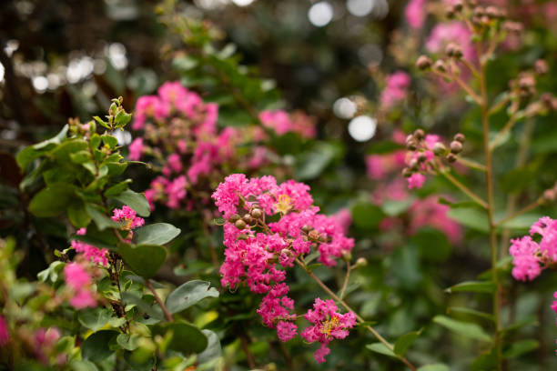 Crapemyrtle plant shot on tilt-shift lene