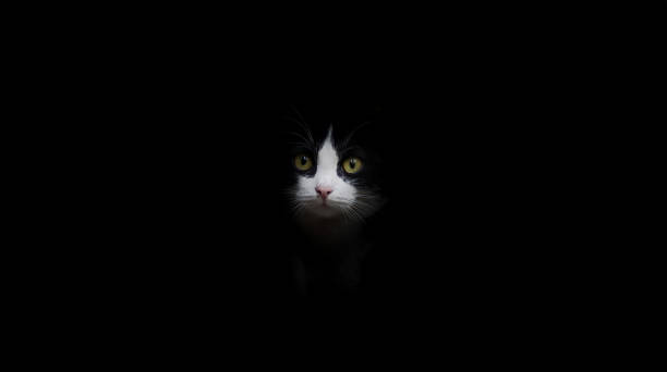 istock Mysterious Black and White Cat with Bright Eyes in Shadowy Darkness 2197894554