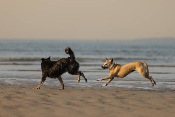 Three dogs are playing on sands at Mai Khao beach, Phuket Island - Thailand.
