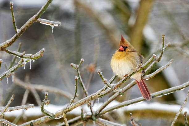 A female northern cardinal rests on a frost-covered branch, its soft plumage adding warmth to the icy winter scene in a tranquil forest.