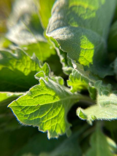 istock Leaves of a plant in sunlight 2197896455