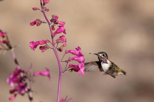 a Hummingbird feeds on flower nectar in southern Arizona