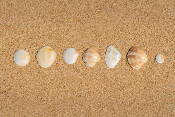 Brown and yellow patterned shells on a beach laying on golden sand arranged artistically in a line