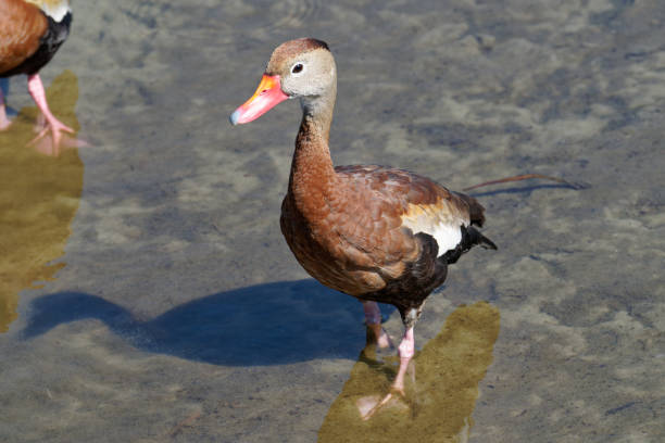 a duck winters in southern Texas