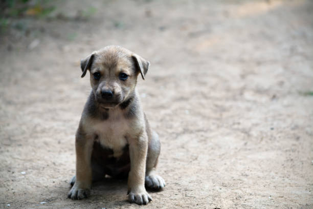 Adorable Two-Month-Old Cane Corso Puppy Portrait. High quality 4k footage
