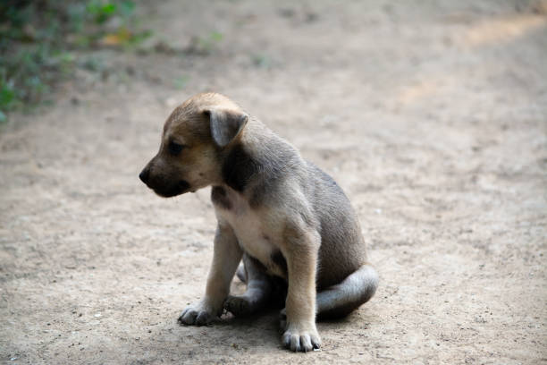 istock Stray puppies in Thailand 2197898325