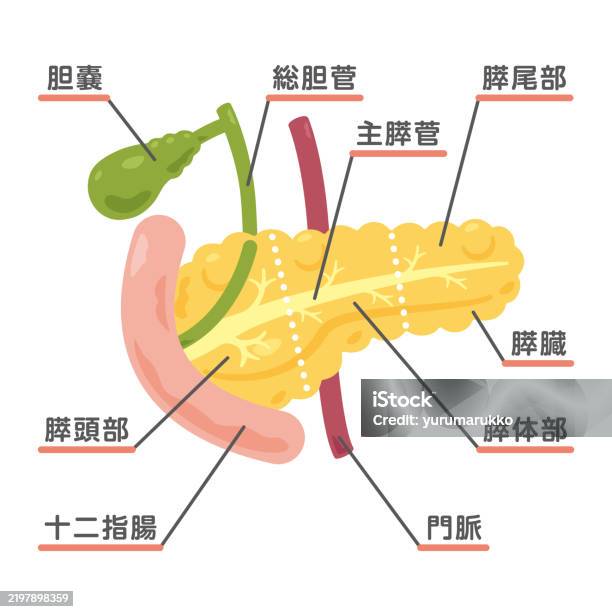 Diagram Of Duodenum And Pancrease Pancreas Gallbladder And Duodenum Structure Illustration 1 Stock ...