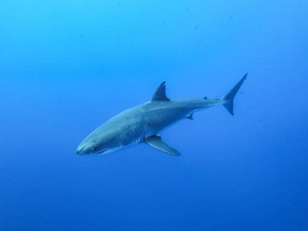 istock Underwater Close-Up of a Great White Shark – Mexico 2197899303