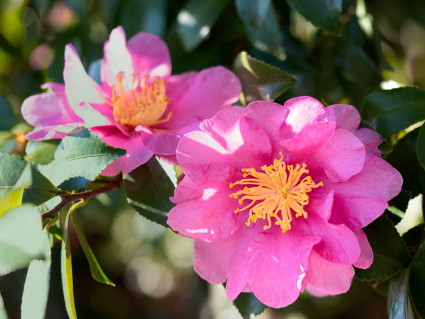 istock Japanese pink sasanqua flowers 2197899712