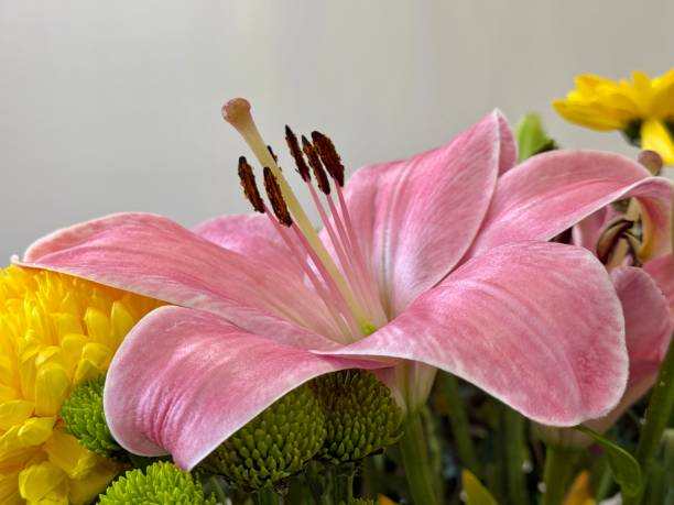 istock Beautiful pink lily in a bouquet 2197899796