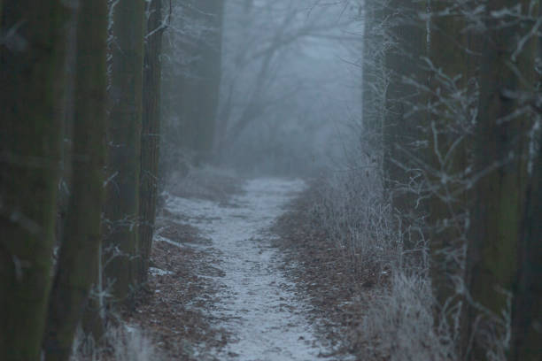 istock Misty Forest Pathway in Cold Weather with Silhouetted Figures 2197900294