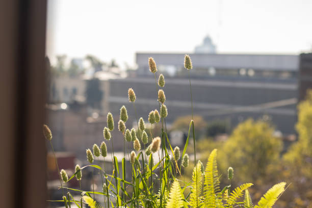Decorative grasses and ferns growing on a rooftop garden overlooking a blurred cityscape