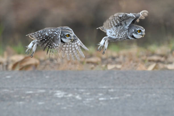 istock A spotted owl takes off after landing on the road to catch prey 2197902607