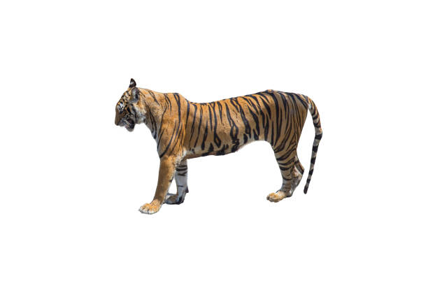Portrait Of Tiger Standing On Field