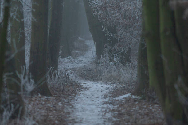 The captivating artwork depicts a foggy forest pathway, featuring silhouettes of people amidst a tranquil winter landscape that invites exploration