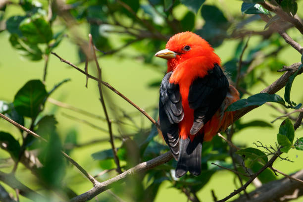 istock Scarlet Tanager male 2197906071