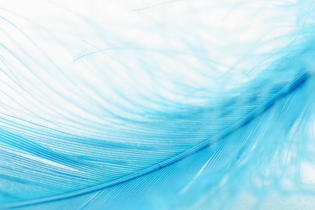 istock Closeup view of a blue feather on a white background 2197907756