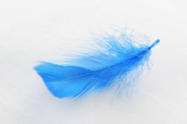 Closeup view of a blue soft feather on a white pillow. Fluffy airy feather lying on white fabric. Sweet dreams concept.