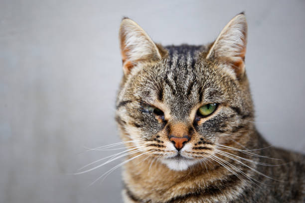 istock A pet cat has a festering eye. The animal has health problems. 2197908410